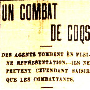 combat de coqs