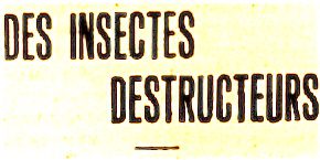 insectes a grand mere