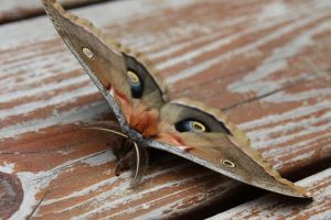 polypheme damerique