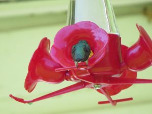 Colibri de dos un