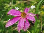 Cosmos