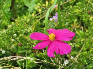Fleur etrange un