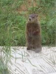 Marmotte deux