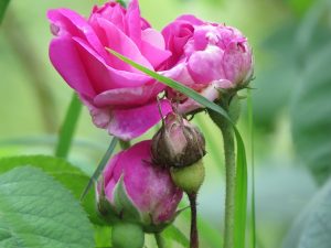 Rosier un
