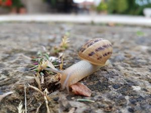 escargot