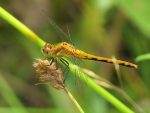 libellule trois