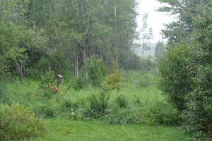 pluie