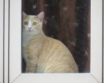 Chat caramel et blanc un