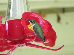 Colibri un