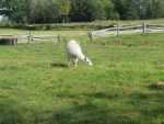 Lama cinq