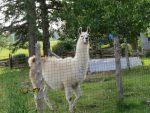 Lama deux