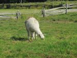 Lama trois