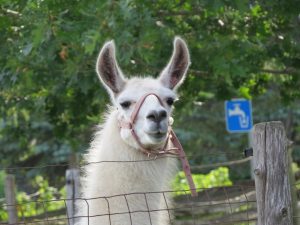 Lama un
