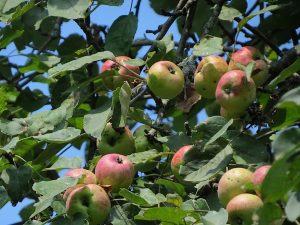 Pommes