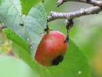 Prune