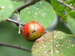 Prune cinq