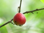 Prune neuf