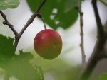 Prune quatre