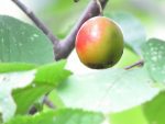Prune sept