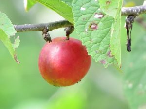 Prune un