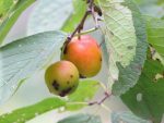 Prunes