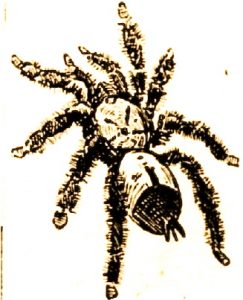 Tarentule