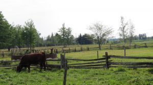 la paissance