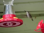 colibri-cinq