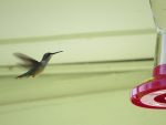 Colibri deux