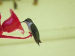 Colibri deux
