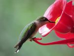 Colibri quatre