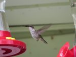 colibri-sept