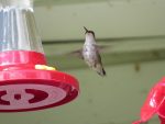 colibri-six