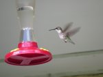 colibri-trois