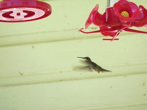Colibri un