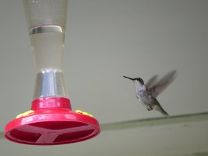 colibri-un