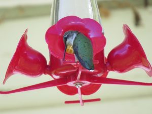 Colibri un
