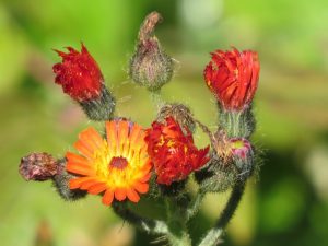 eperviere-orangee