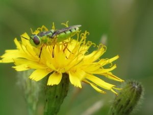 Insecte vert