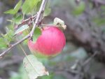 Pomme