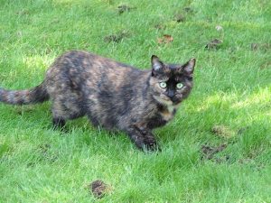 chat de Luc