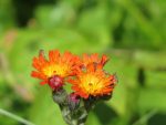 eperviere-orangee