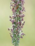 foin-fleuri