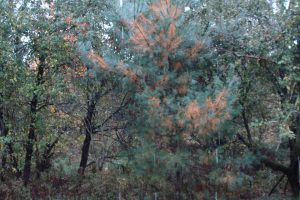 foret-automne