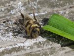 abeille-a-lenvers