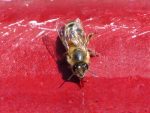 abeille-buvant