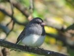 junco-ardoise