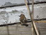 junco-mangeant-une-sauterelle
