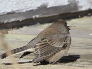 junco-mangeant-une-sauterelle-un