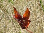 papillon-feuille-deux